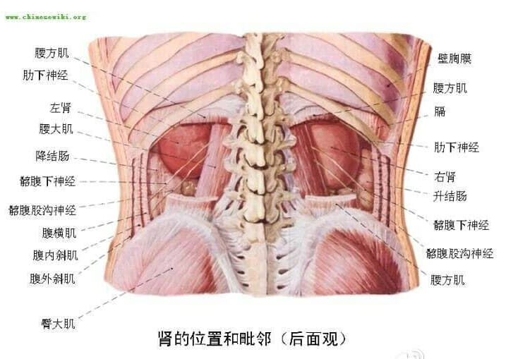 徐医附院回应术后右肾失踪:术后两次ct显示右肾存在